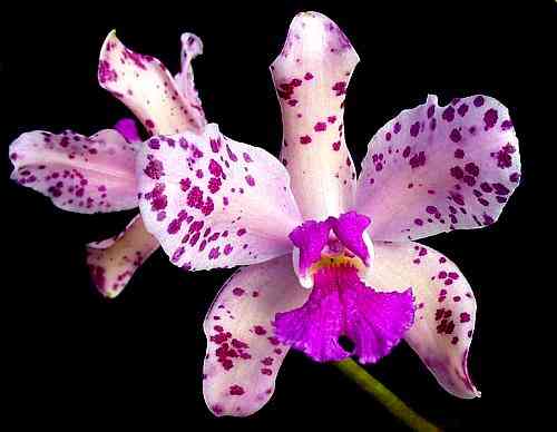 Cattleya amethystoglossa 